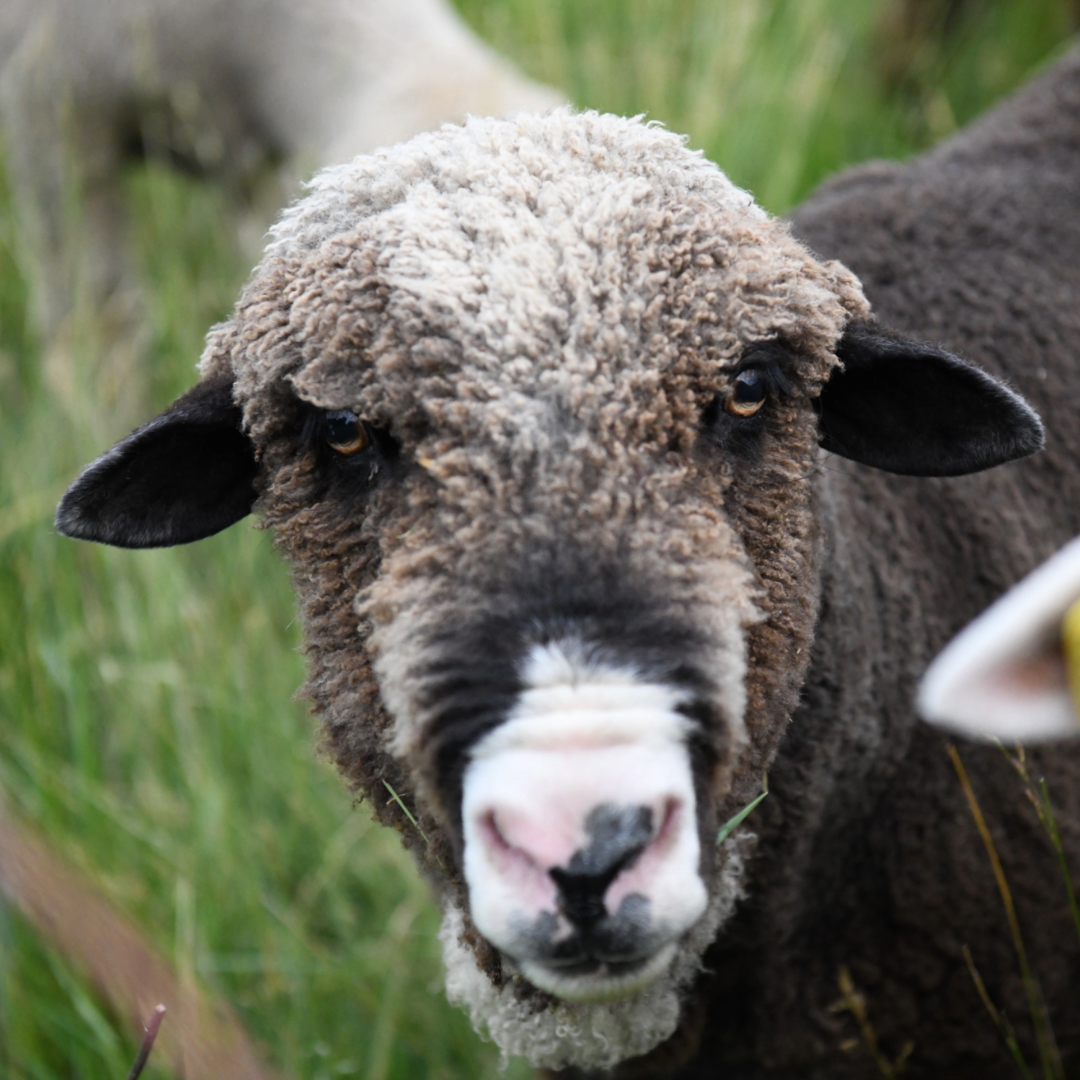 Cocoa the ram in a pasture