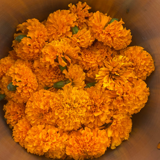 Foraging for Dye